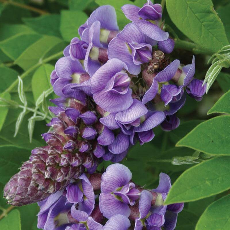 ‘Amethyst Falls’ Wisteria|One Quart