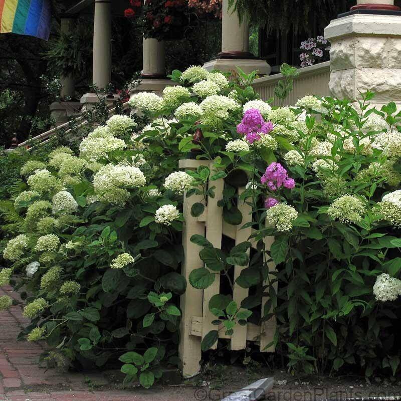 ‘Annabelle’ Smooth Hydrangea|One Quart