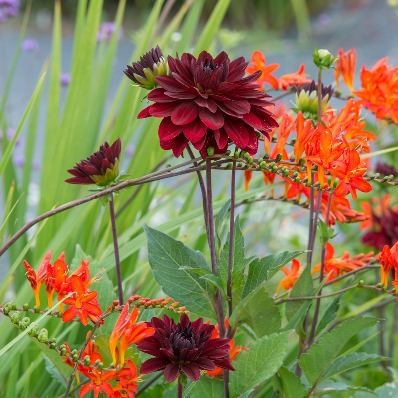 ‘Arabian Night’ Dahlia|One Quart|One Tuber