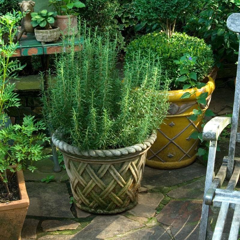 ‘Arp’ Rosemary|One Quart
