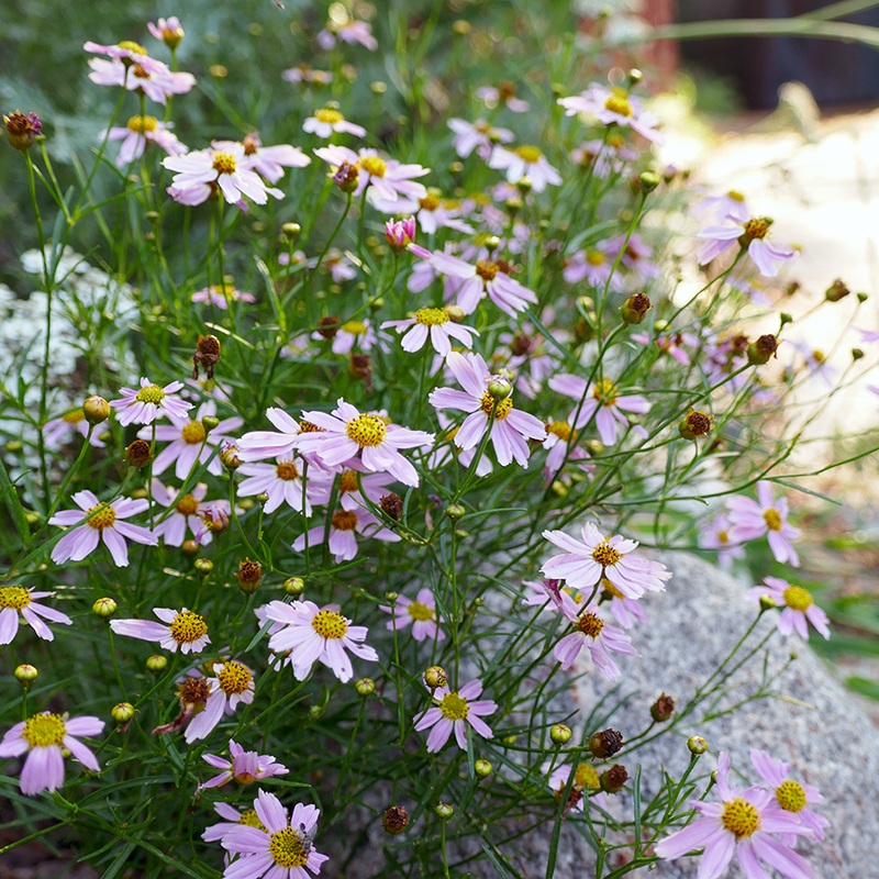 ‘American Dream’ Tickseed (Coreopsis)
