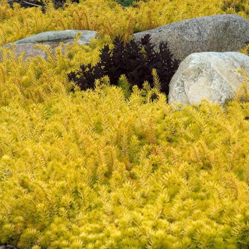 ‘Angelina’ Stonecrop (Sedum)|One Quart