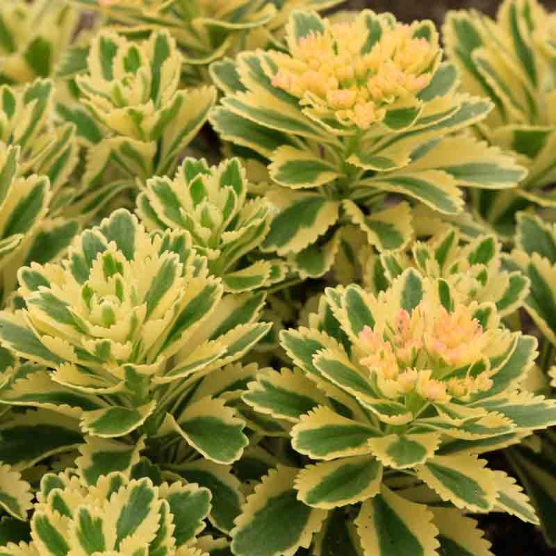 ‘Atlantis’ Stonecrop|One Quart