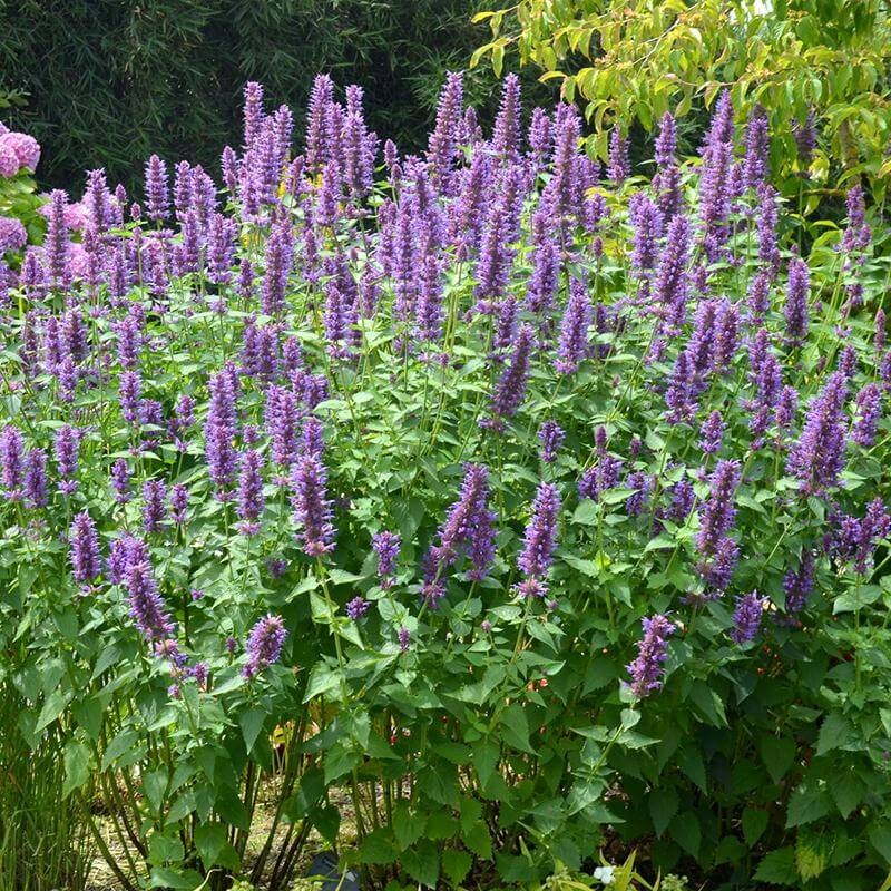 ‘Blue Boa’ Hummingbird Mint (Agastache)