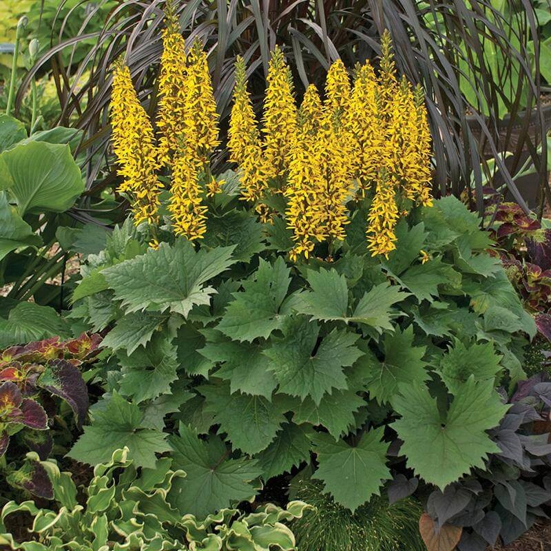 ‘Bottle Rocket’ Ligularia|One Quart