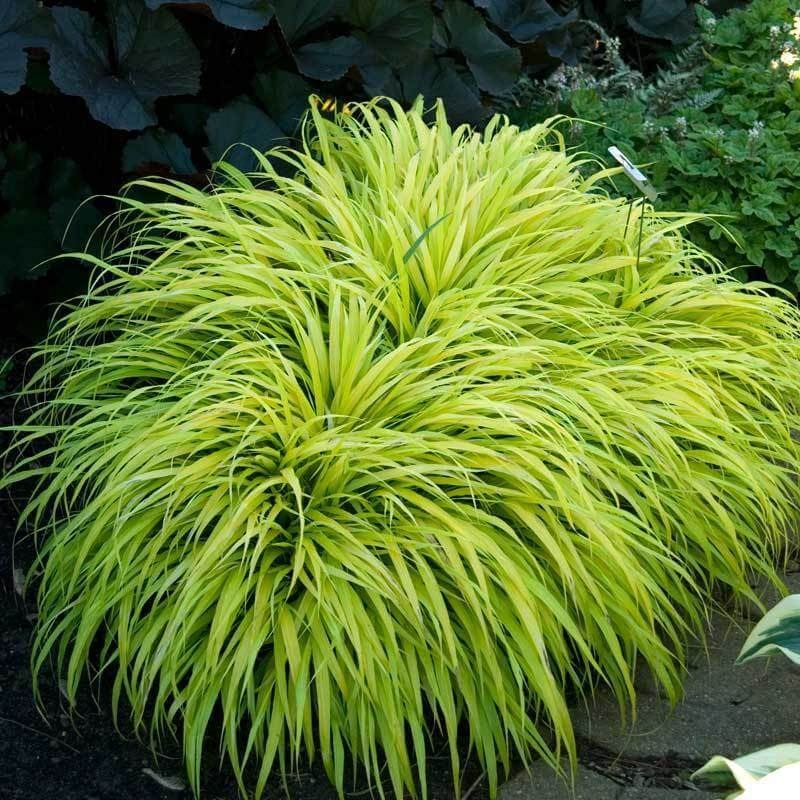 ‘All Gold’ Japanese Forest Grass (Hakonechloa)