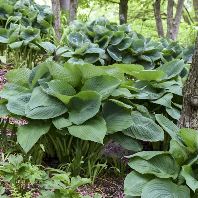 ‘Big Daddy’ Hosta|One Quart