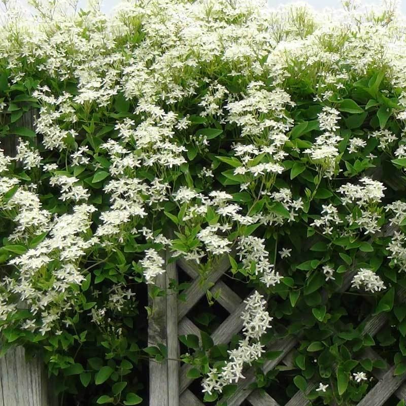 Sweet Autumn Clematis|One Quart