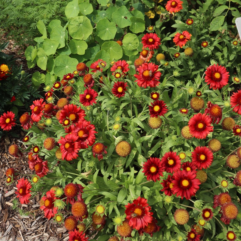 ‘Arizona Red Shades’ Blanket Flower (Gaillardia)
