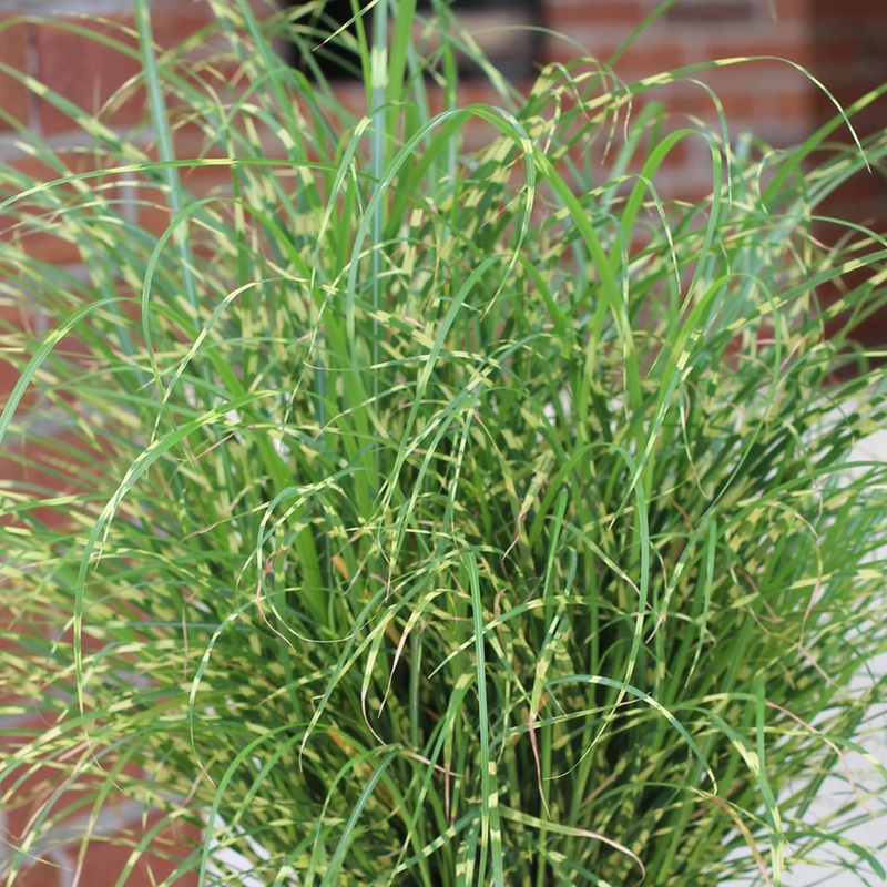 ‘Bandwidth’ Maiden Grass (Miscanthus)