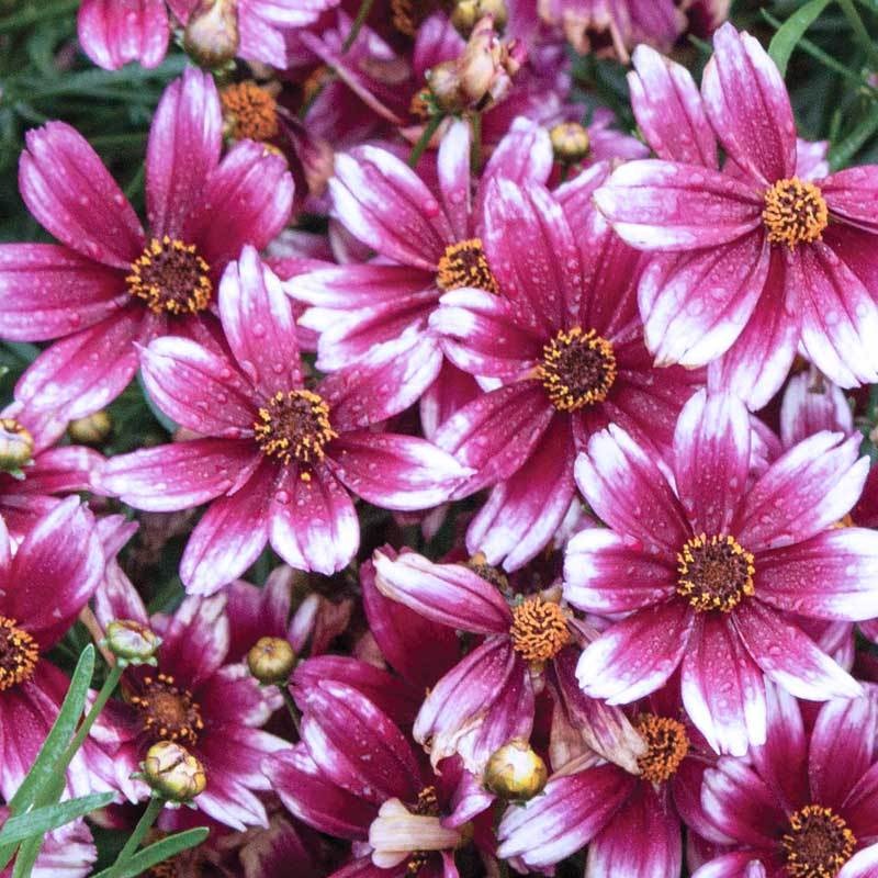 ‘Berry Chiffon’ Tickseed|One Quart