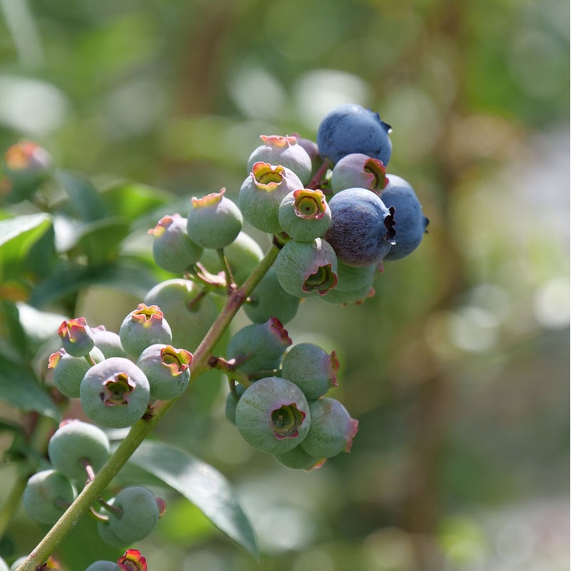 ‘Blueray’ Blueberry|One Quart