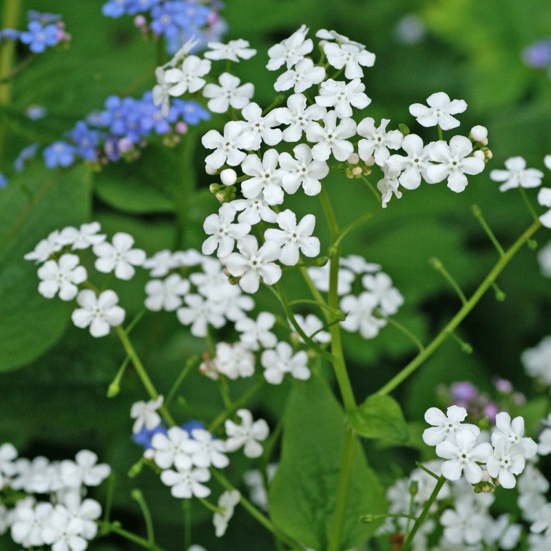 ‘Betty Bowring’ Siberian Bugloss (Brunnera)