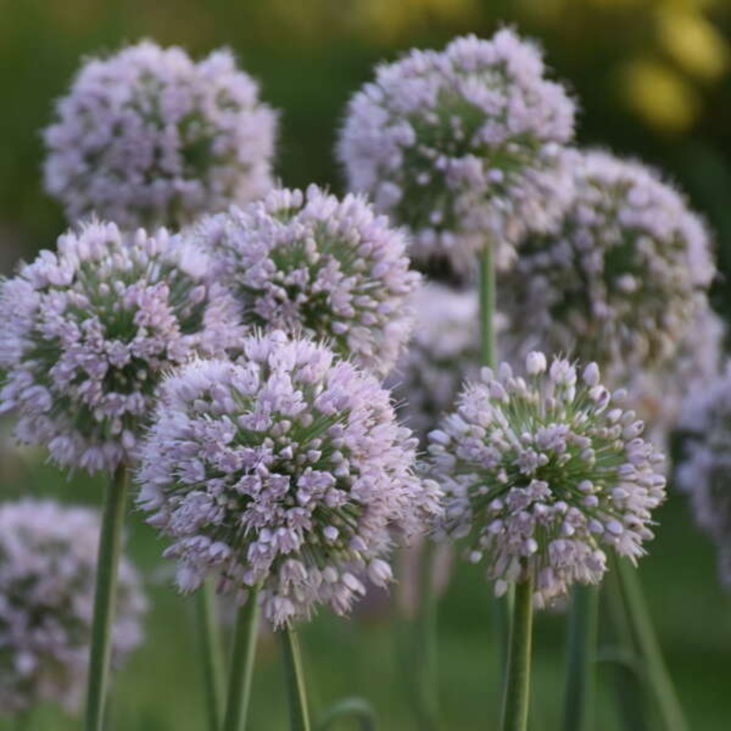 ‘Bobblehead’ Allium|One Quart