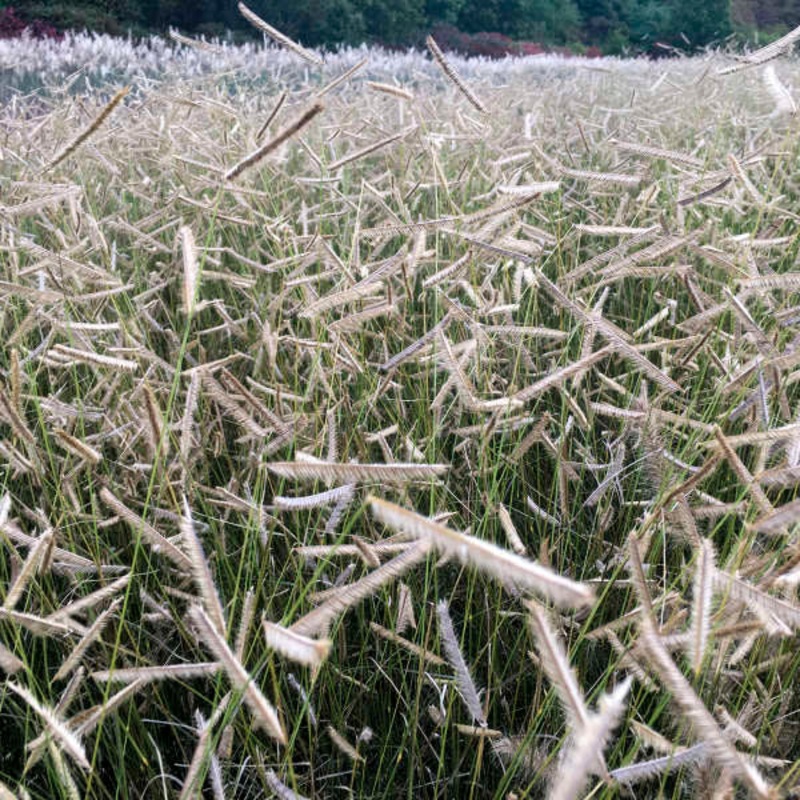 ‘Blonde Ambition’ Blue Grama Grass (Bouteloua)