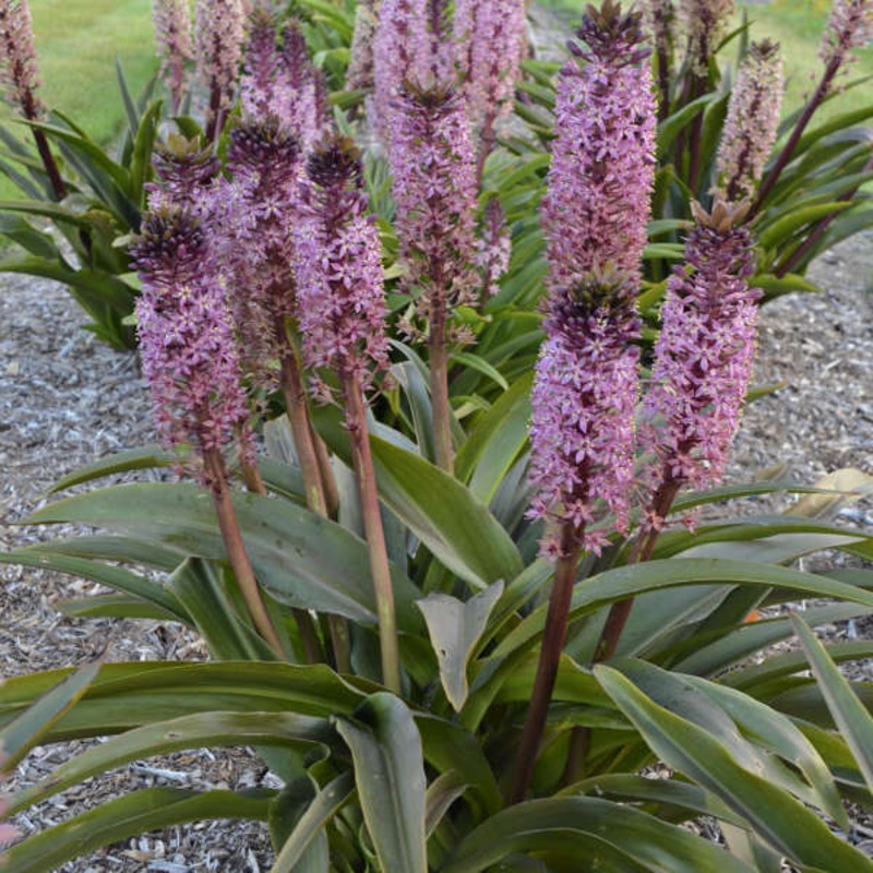 ‘African Night’ Pineapple Lily (Eucomis)