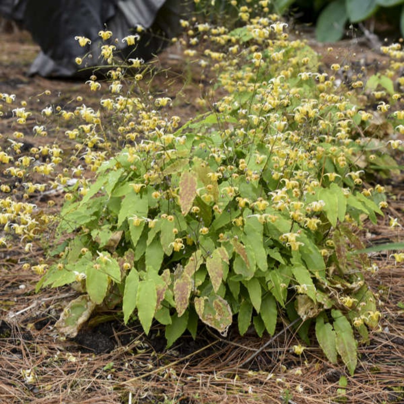 ‘Amber Queen’ Barrenwort (Epimedium)