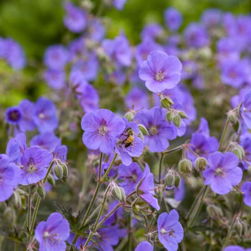‘Boom Chocolatta’ Cranesbill (Geranium)