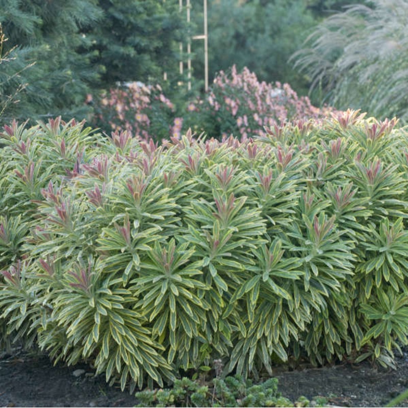 ‘Ascot Rainbow’ Spurge (Euphorbia)