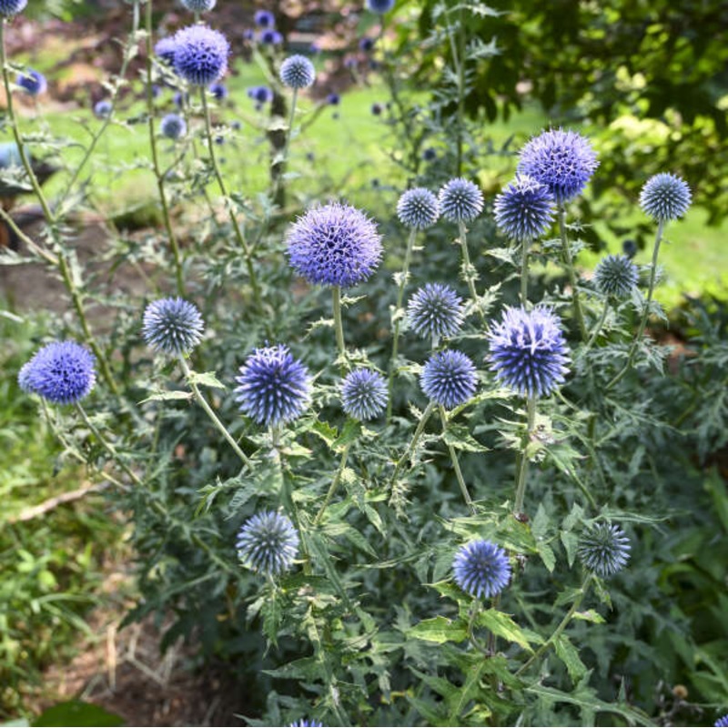 ‘Blue Glow’ Globe Thistle (Echinops)