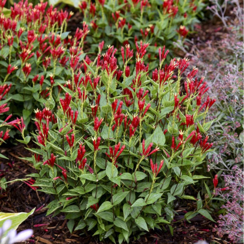 ‘Apple Slices’ Spigelia|One Quart
