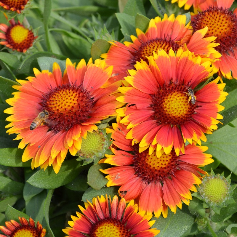 ‘Arizona Sun’ Blanket Flower (Gaillardia)