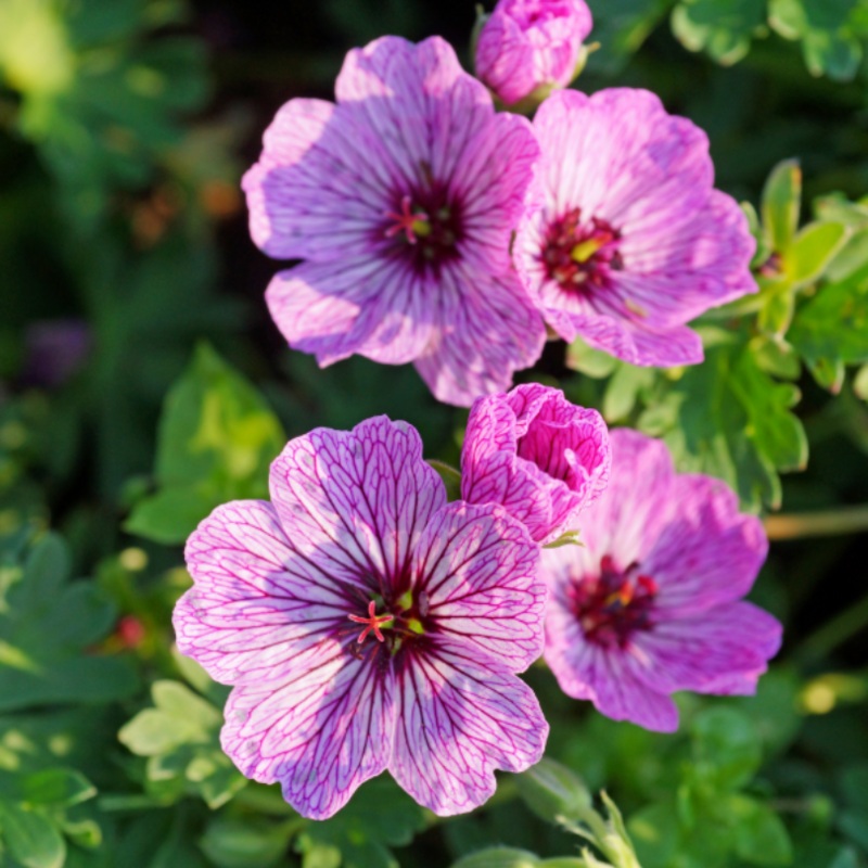 ‘Ballerina’ Cranesbill (Geranium)