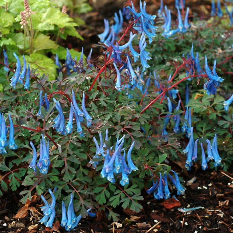 ‘Blue Heron’ Fumewort (Corydalis)