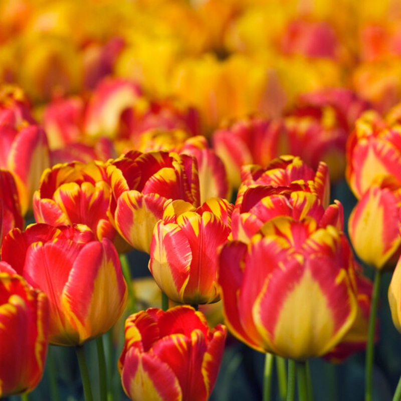 ‘Banja Luka’ Tulip|7 Bulb Pack