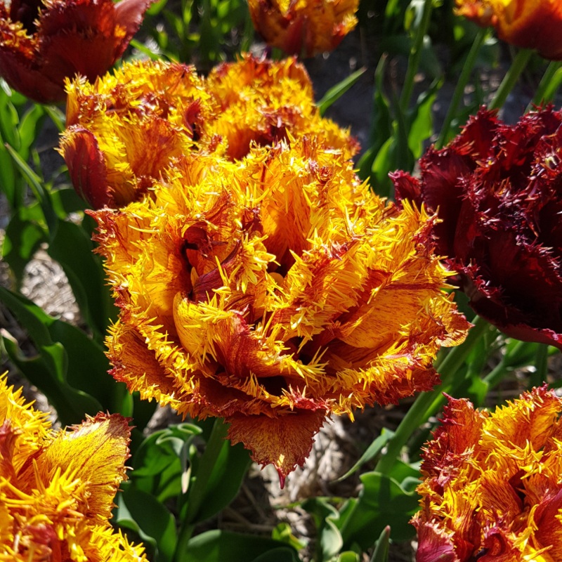 ‘Bastia’ Fringed Tulip|8 Bulb Pack