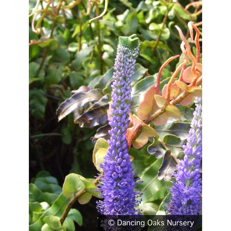 Veronica ‘Cristata’, Crested Veronica