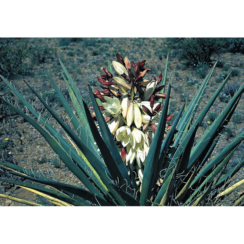 Yucca baccata, Banana Yucca|0.42 qt