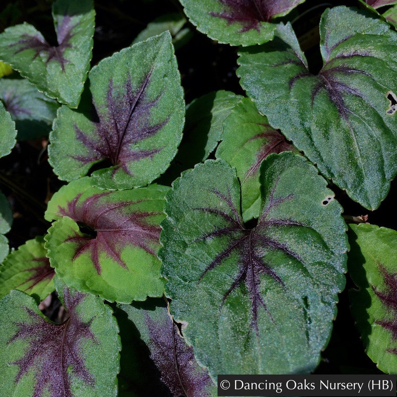 Viola ‘Heartthrob’, Heartthrob Hardy Violet