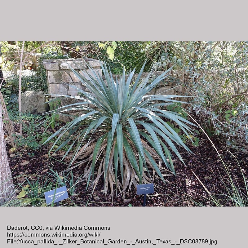 Yucca pallida, Pale-leaf Yucca