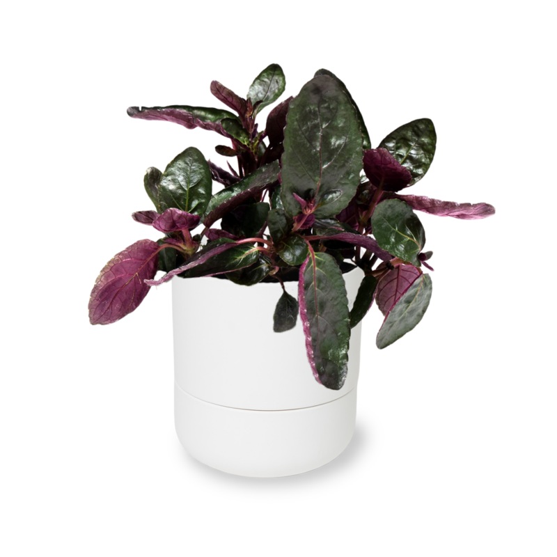 Waffle Plant 4 Inch – Potted|Grower Pot|Minute 5″ Pot|Casey 5″ Pot|Ryan 5″ Pot|Virago 5″ Pot