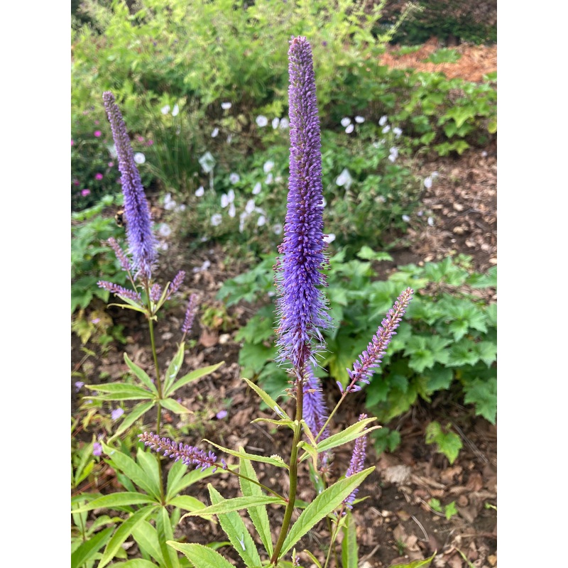 Veronicastrum virginicum f. caeruleum