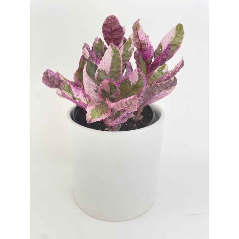 ‘Snow White’ Waffle Plant Hemigraphis Alternata