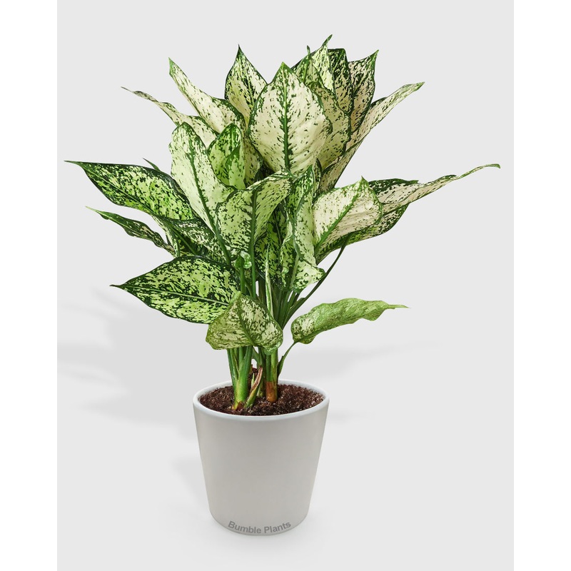 Aglaonema Chinese Evergreen ‘First Diamond’