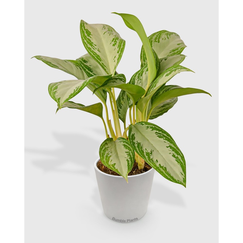 Aglaonema Chinese Evergreen ‘Silver Bay’