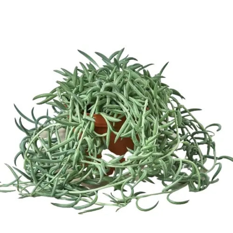 Senecio Succulent ‘Fish Hooks’