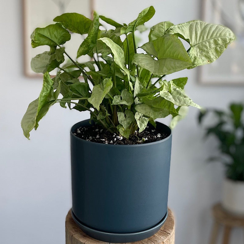 Syngonium in Large Oslo Pot Navy