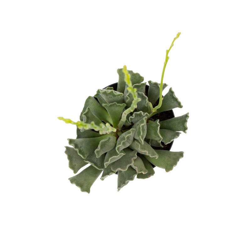 Adromischus cristatus Key Lime Pie – 3.5