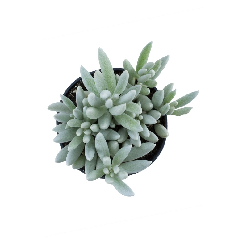 Senecio haworthii – 2.5