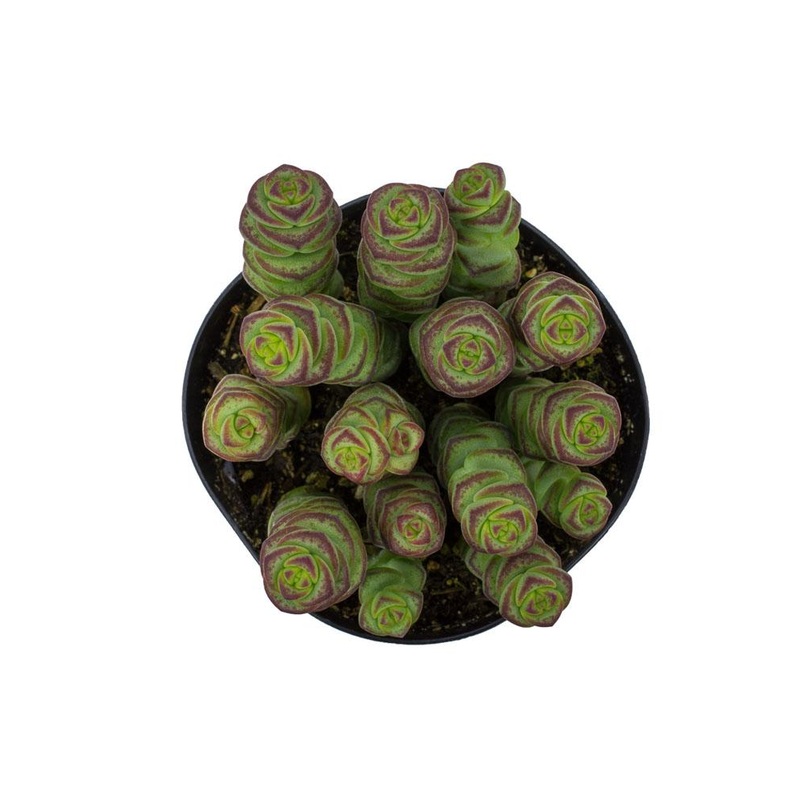 2.5 crassula ‘Baby’s necklace’