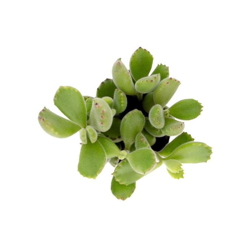 Cotyledon ladismithiensis Bear’s Paw – 3.5