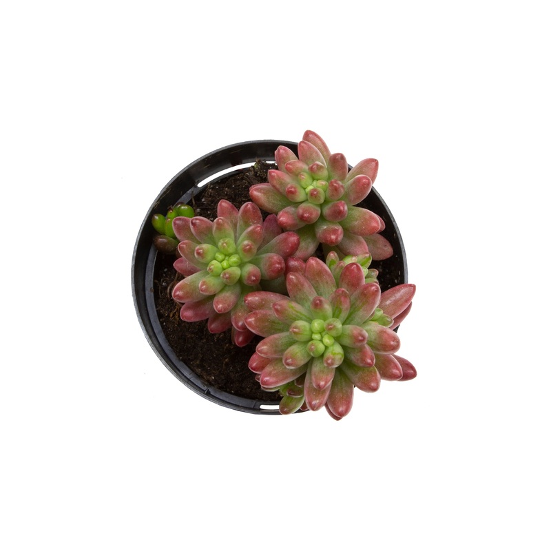 Sedum rubrotinctum Aurora – 2.5