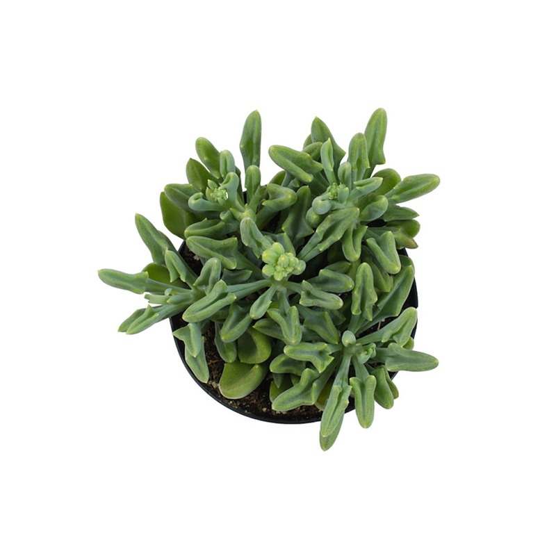 Senecio kleiniiformis – 3.5