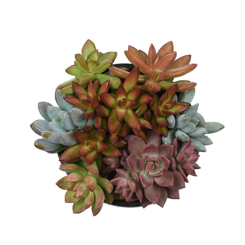 Succulent Combo – 1 Gallon