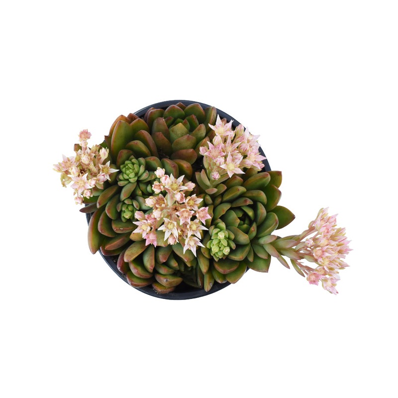 Tacisedum ‘Spring Glow’ – 3.5