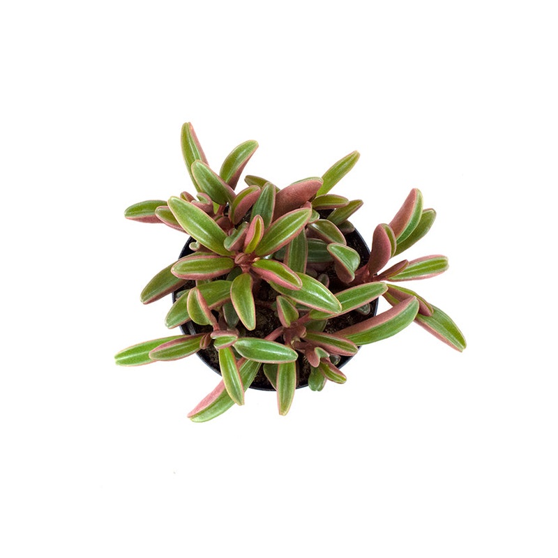 2.5 Peperomia graveolens
